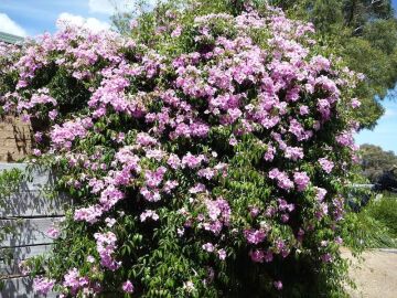 Pandora Yasemini Tohumu (Pandorea Jasminoides)