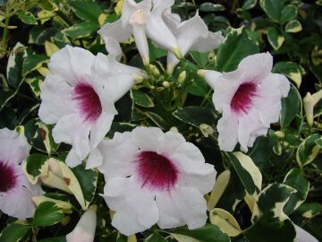 Pandora Yasemini Tohumu (Pandorea Jasminoides)