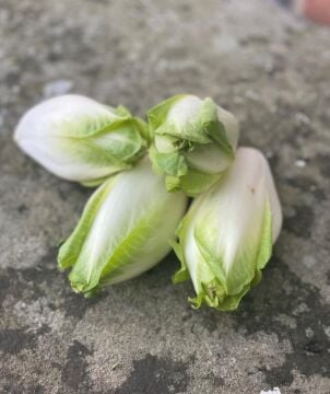 Chicory Beyaz Hindiba Tohumu ( Cichorium intybus)