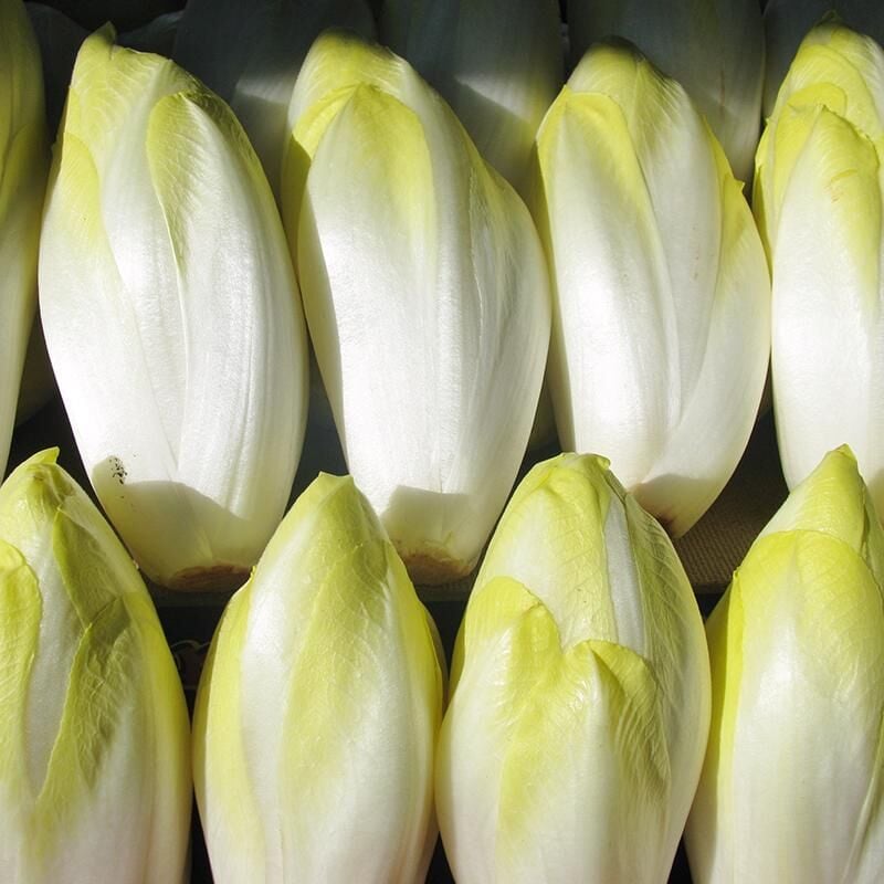 Chicory Beyaz Hindiba Tohumu ( Cichorium intybus)