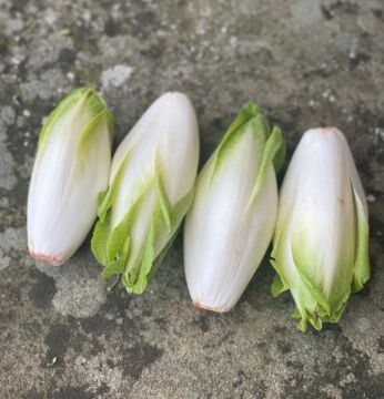 Chicory Beyaz Hindiba Tohumu ( Cichorium intybus)