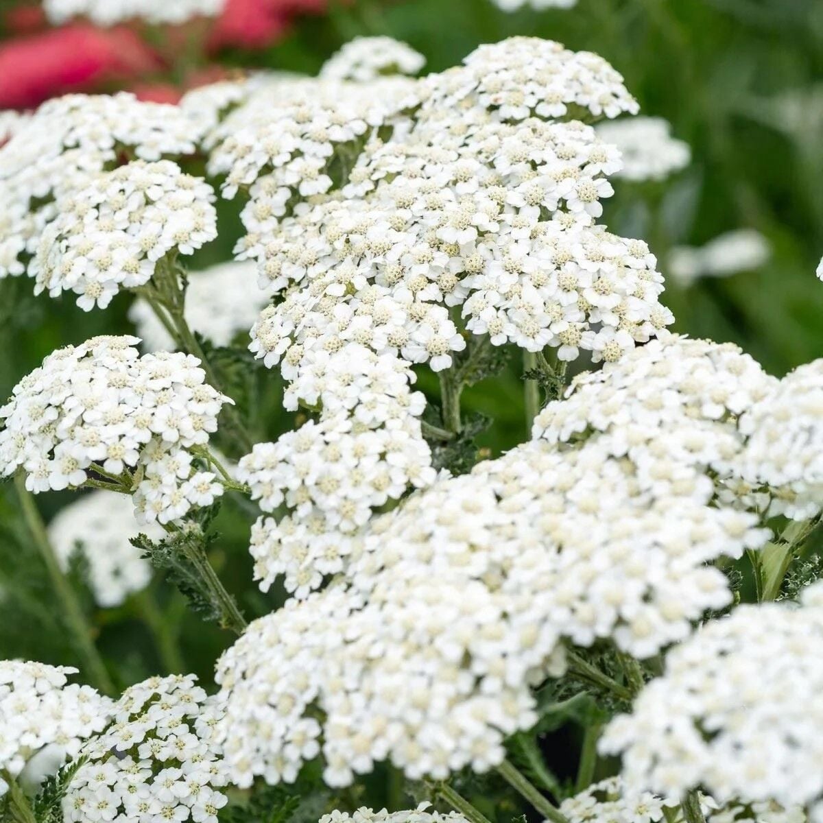 Beyaz Civanperçemi Tohumu (Achillea millefolium) white yarrow