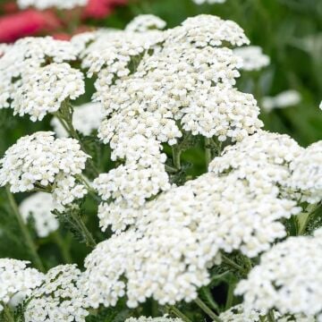 Beyaz Civanperçemi Tohumu (Achillea millefolium) white yarrow