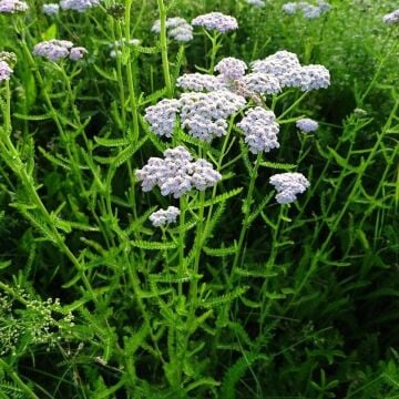 Beyaz Civanperçemi Tohumu (Achillea millefolium) white yarrow