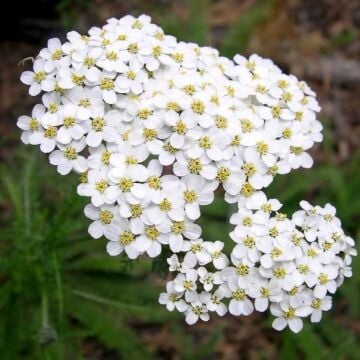 Beyaz Civanperçemi Tohumu (Achillea millefolium) white yarrow