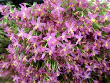 Kırmızı Kantaron Otu Tohumu