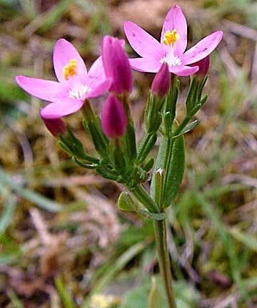 Kırmızı Kantaron Otu Tohumu