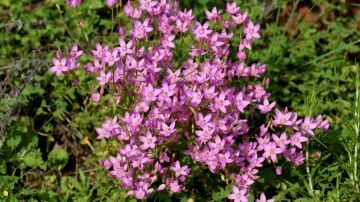 Kırmızı Kantaron Otu Tohumu