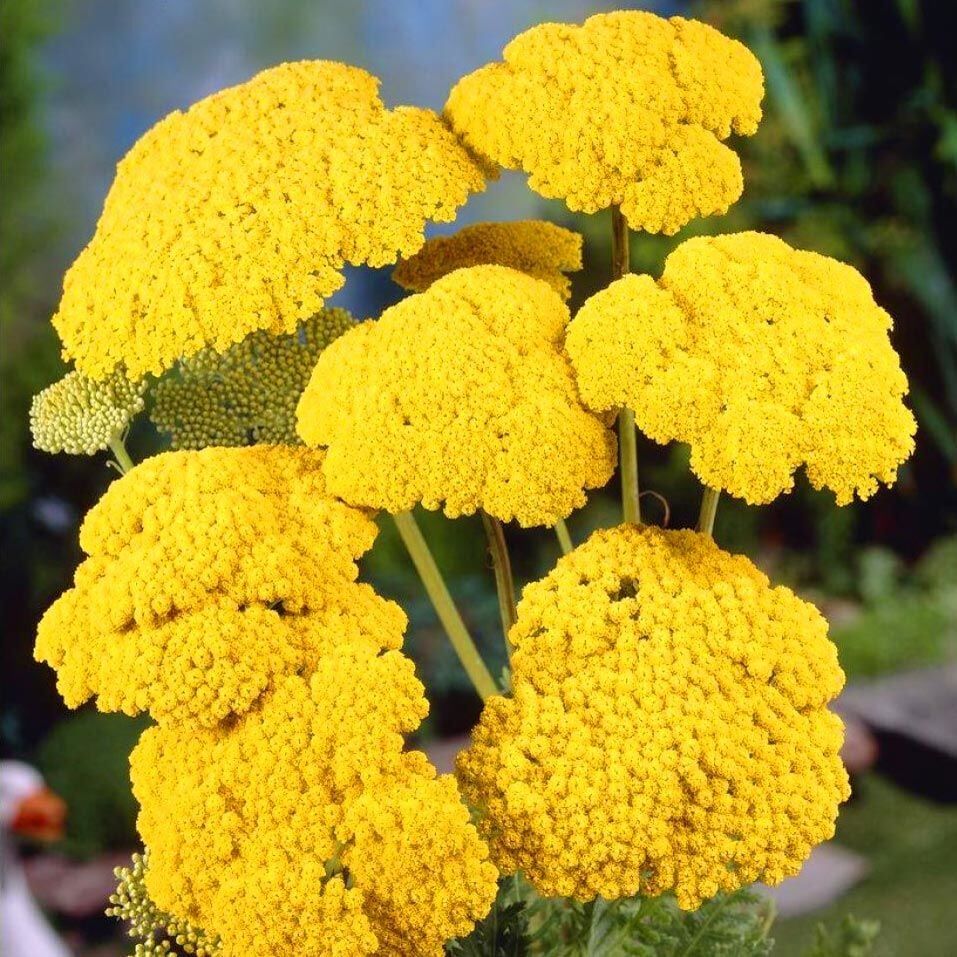 Sarı Civanperçemi Tohumu ( Achillea Filipendulina )