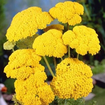 Sarı Civanperçemi Tohumu ( Achillea Filipendulina )