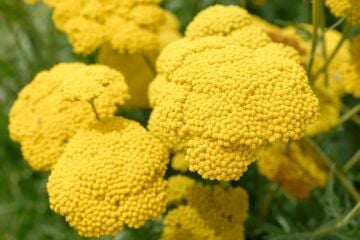 Sarı Civanperçemi Tohumu ( Achillea Filipendulina )