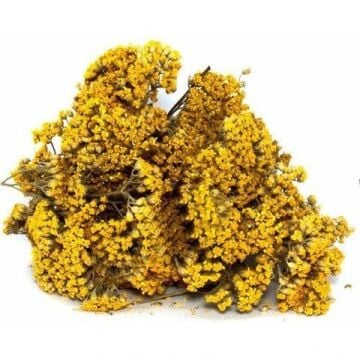 Sarı Civanperçemi Tohumu ( Achillea Filipendulina )