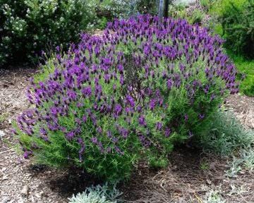 Karabaş Otu Tohumu (Lavandula Stoechas)