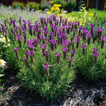 Karabaş Otu Tohumu (Lavandula Stoechas)