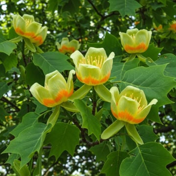 Lale Ağacı Liriodendrontulipifera