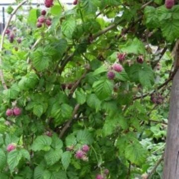 Mor Ahududu (Purple Raspberry) Tohumu
