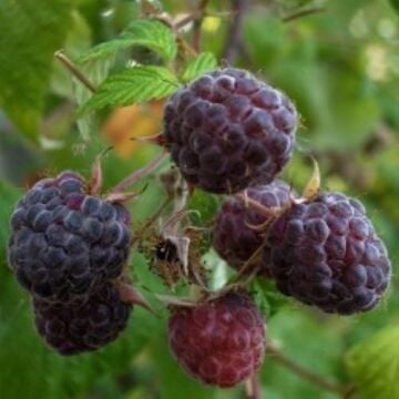 Mor Ahududu (Purple Raspberry) Tohumu