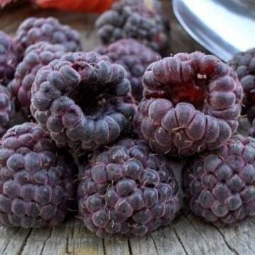 Mor Ahududu (Purple Raspberry) Tohumu