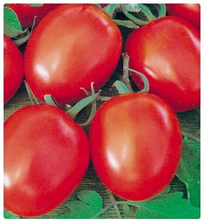 Rio Grande Domates Tohumu