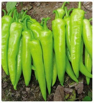 Çarliston Biberi Tohumu - 100 Adet