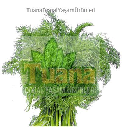 Dere Otu Tohumu - 100 adet