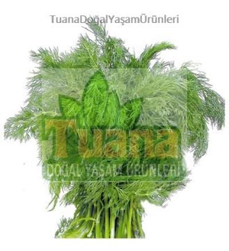 Dere Otu Tohumu - 100 adet