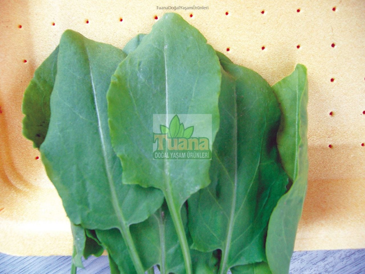 Kuzu Kulağı ( Ekşi Ot )Tohumu - 100 Adet