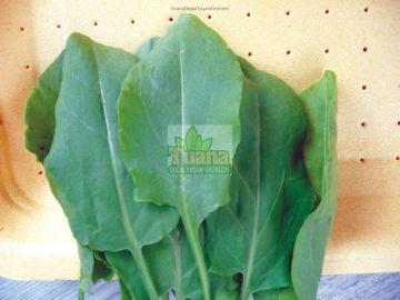 Kuzu Kulağı ( Ekşi Ot )Tohumu - 100 Adet