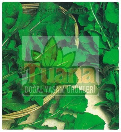 Roka Tohumu 500 Adet