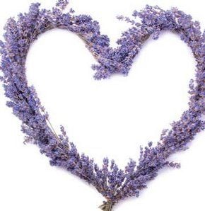 Lavanta Tohumu 50 Adet